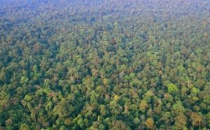 Hutan-Indonesia